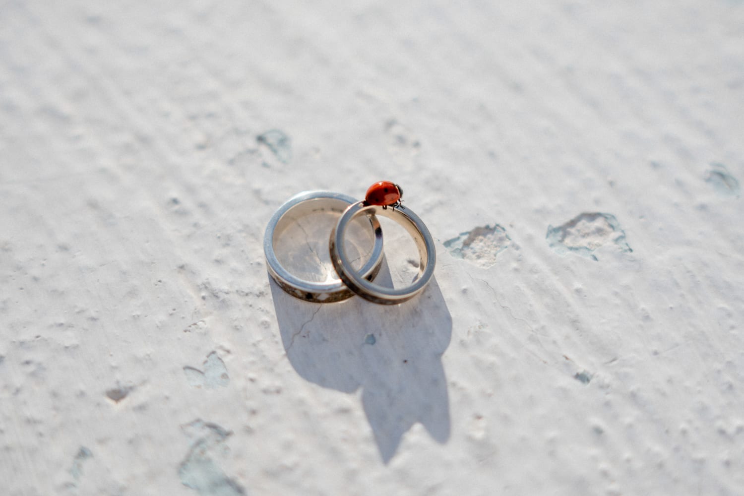 Connie Leitgeb - Picture Me & My Wedding